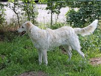 Puppys van Bliss040622-0017